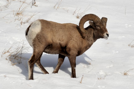 Ram just outside of Yellowstone